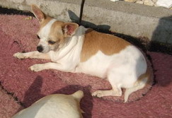 Bijou