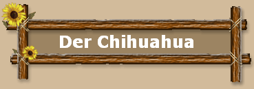 Der Chihuahua