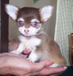 koda2